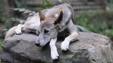 a dingo lying down on a large stone