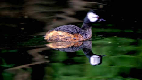 close up shot of a white-tufted grebe swimming fast on a pond and looking around