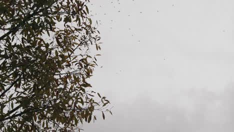 miles de pájaros volando en patrón