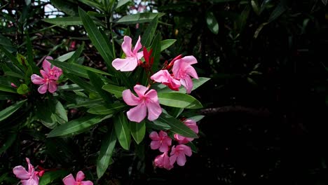 Las-Flores-De-Adelfa-Son-Hermosas-Pero-Son-Venenosas