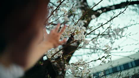 Woman reaching for cherry blossoms in bloom