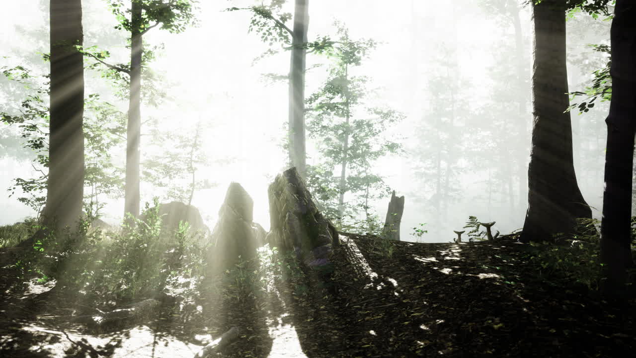 Misty forest with sunlight filtering through trees and illuminating rocks