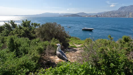 Escena-Del-Mar-Con-La-Familia-De-Gaviotas-Y-La-Ciudad-Costera-De-Benidorm-España