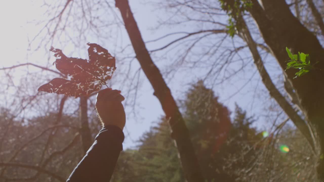 рука держит лист в лесу