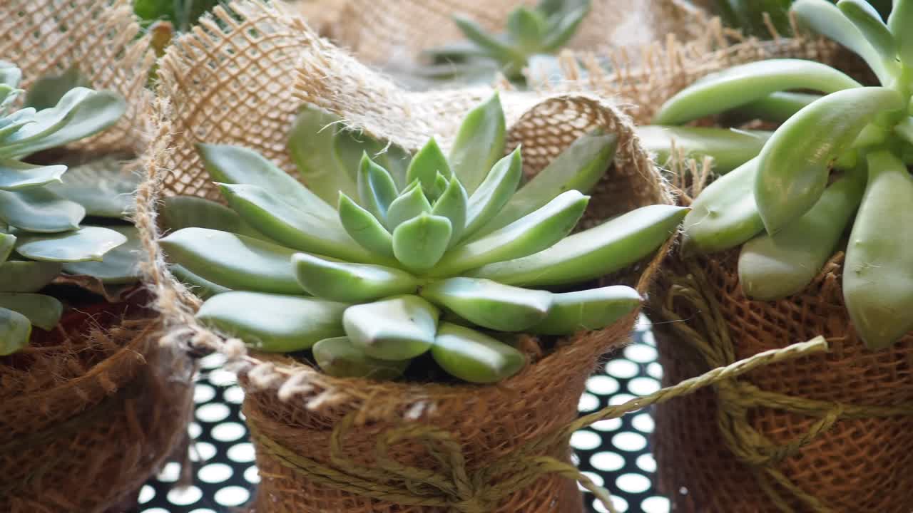Succulents in Burlap