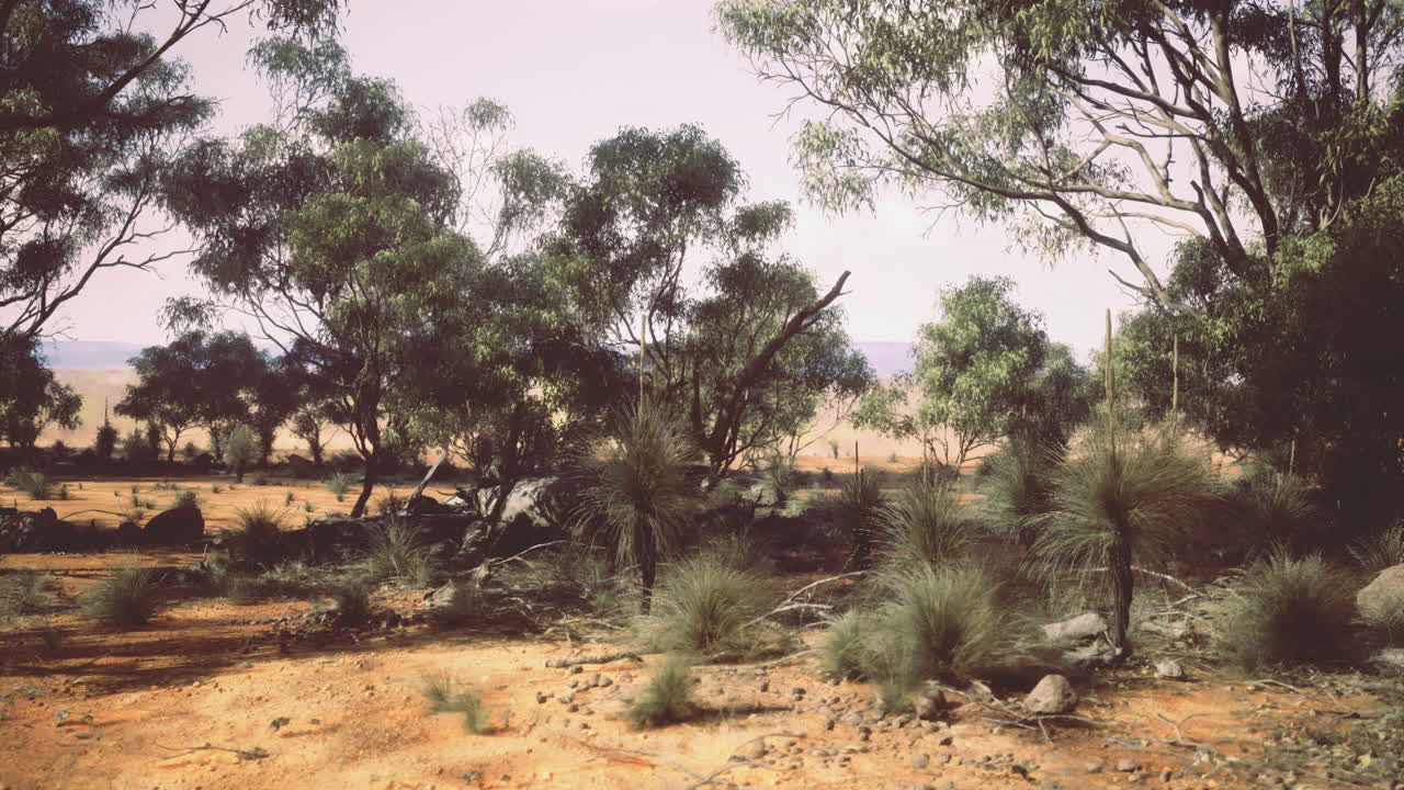 Exploring a vibrant desert landscape with native vegetation in bright sunlight