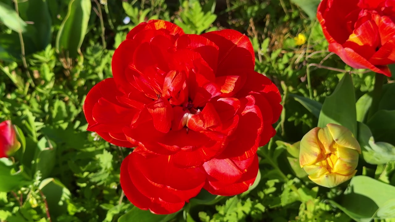 Tulipa gesneriana rossa a fiore doppio con petali ornamentali stratificati, che fiorisce in un giardino primaverile coltivato. Primo piano dall'alto, scatto a mano libera.