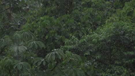 rain on the canopy of trees in the forest with fog