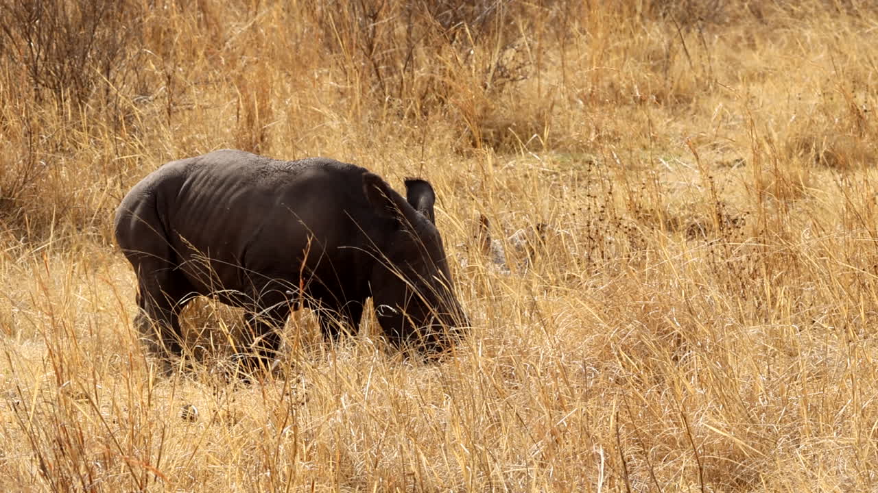 Baby Black Rhinoceros in the African Savanna