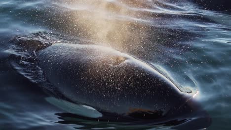 orca respira muy cerca soplando spray close shot slowmotion