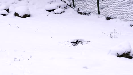 pájaro cuervo cavando nieve pura blanca y buscando comida para sobrevivir al invierno