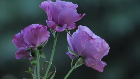 Primer-Plano-Muchas-Flores-Rosas-Al-Aire-Libre