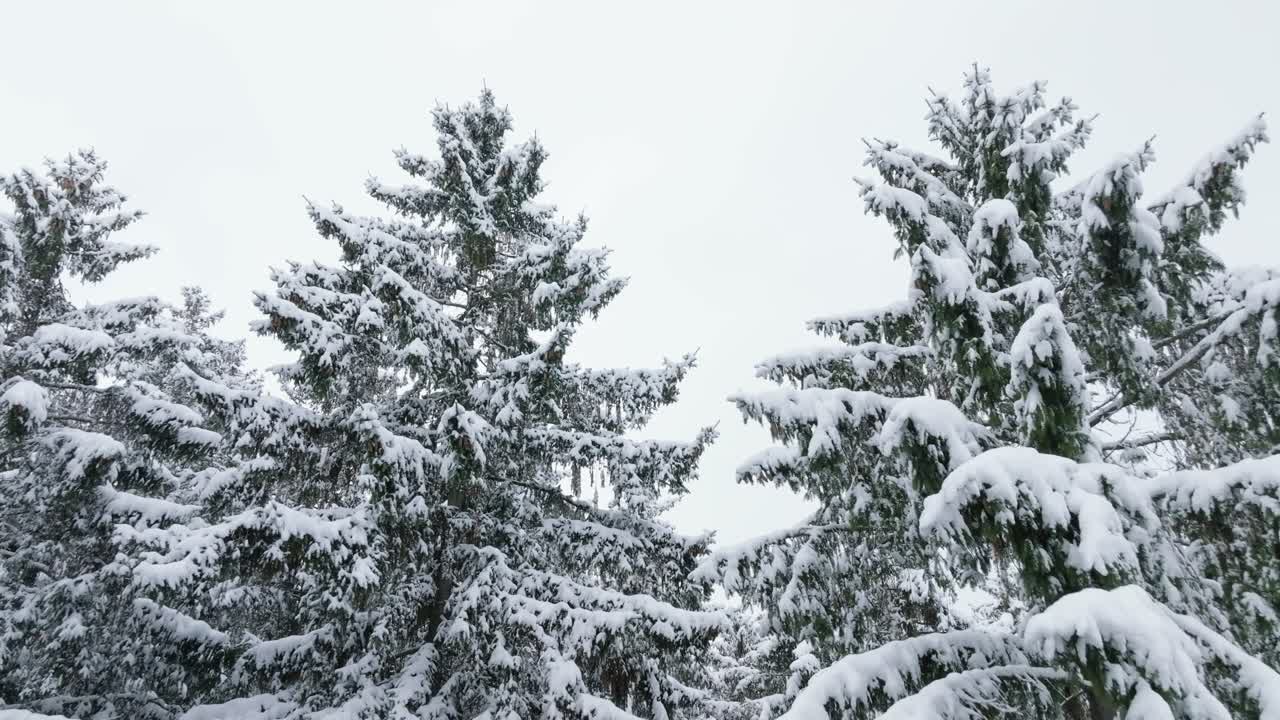 앞으로 은 겨울에 눈으로 인 나무 가지를 통과