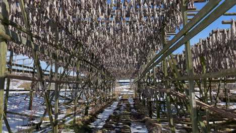 Norwegian-cod-hanging-outside-on-wooden-racks,-Lofoten-Island,-Static-shot