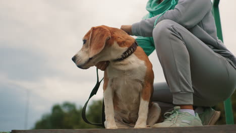 german shepherd dog being tapped by owner swatting down to pet him gently on body outdoors showing bond affection and trust under cloudy sky creating natural relaxed moment