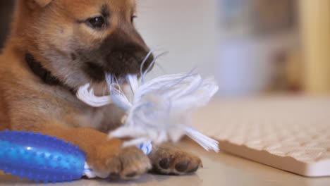 Playful-cute-little-shiba-inu-puppy-chewing-toy-during-puppy-teething-period-around-8-weeks