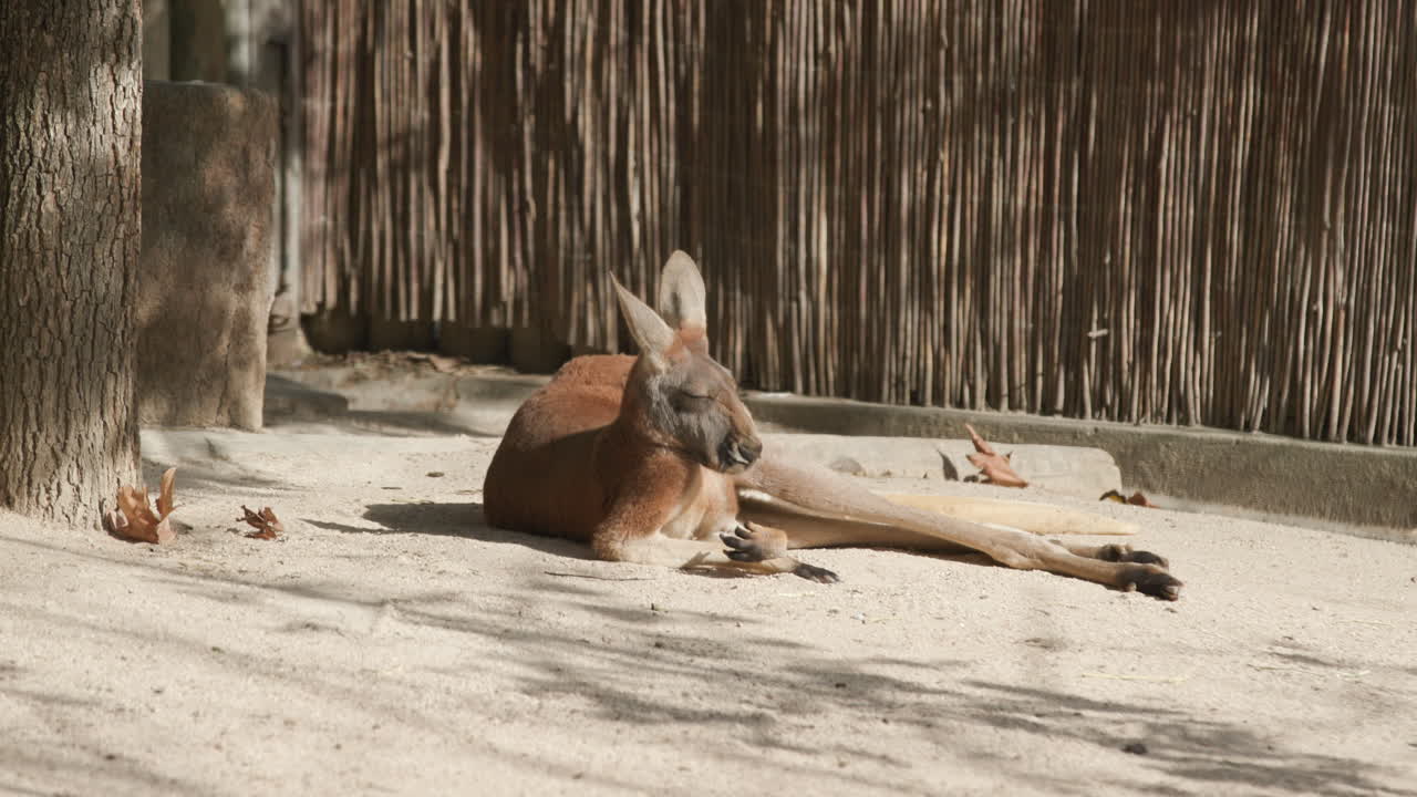 un canguro rojo tratando de dormir al sol en el zoológico