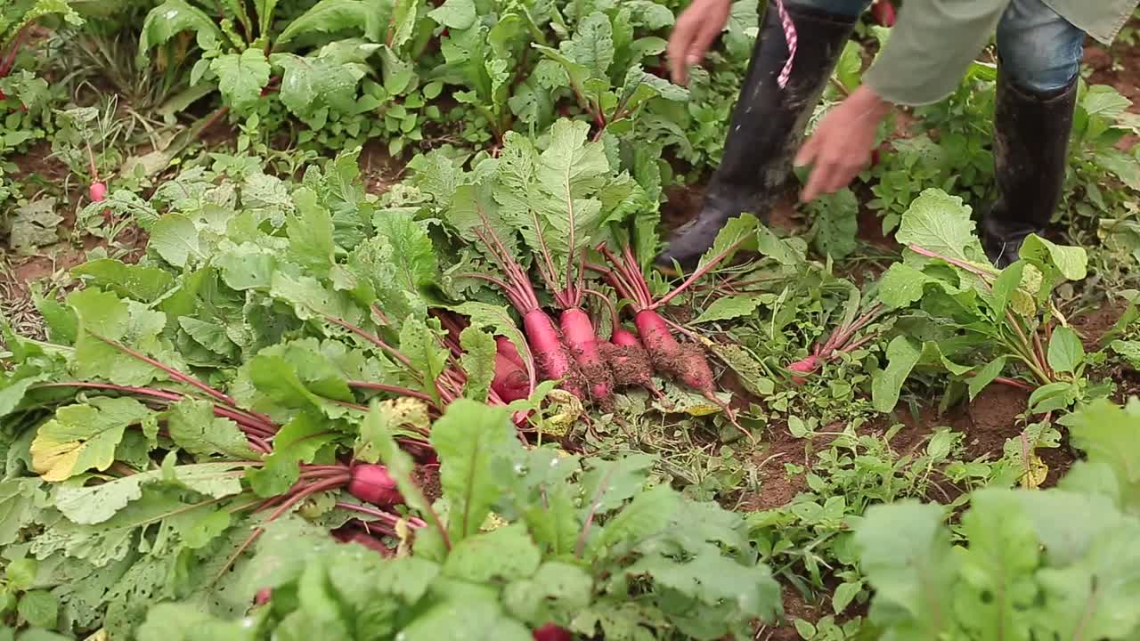 imágenes de primer plano de un agricultor cosechando cultivos de remolacha a mano