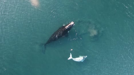 top view of a beautiful with whale with the mother, drone moving up