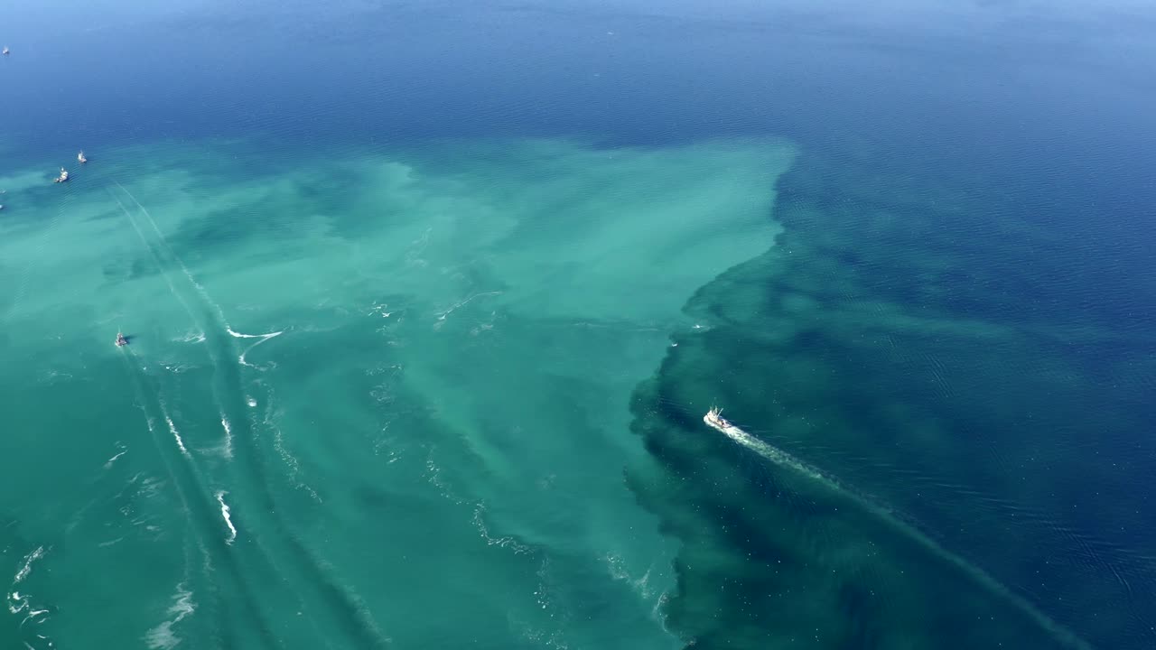 캐나다 밴쿠버 섬 주변의 물에서 명확하게 보이는 청어 산란