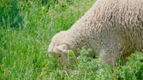 White-Sheep-Grazing-Grass-On-The-Pasture