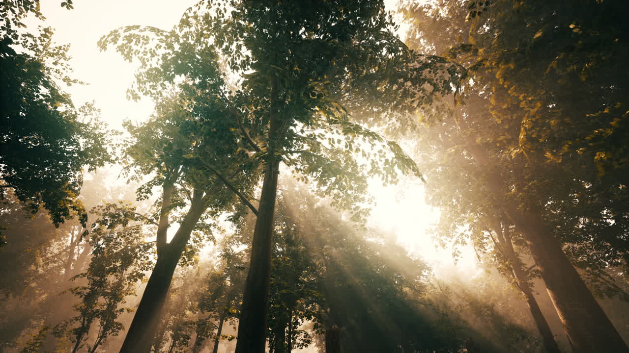 luz del sol del bosque
