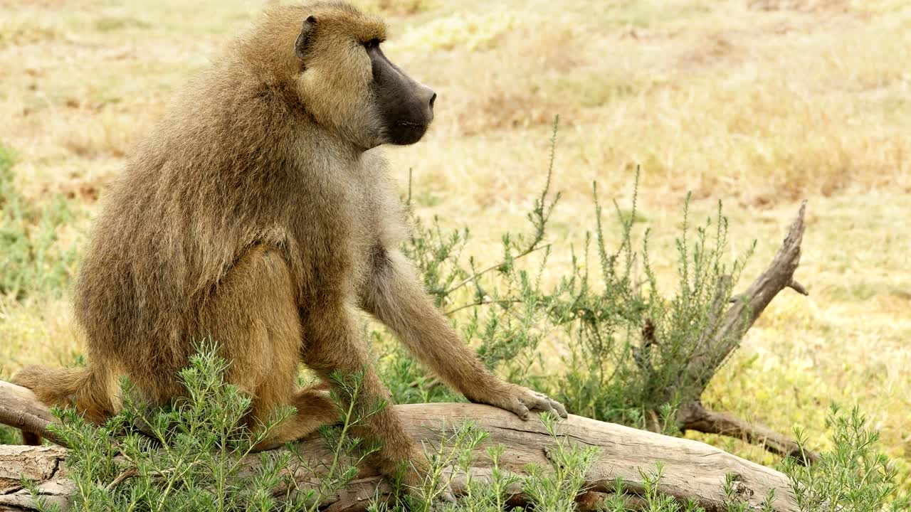 babuino amarillo en el tronco en amboseli, kenya