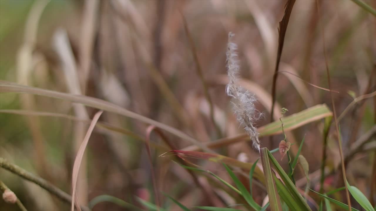 la hierba se vuela durante el día