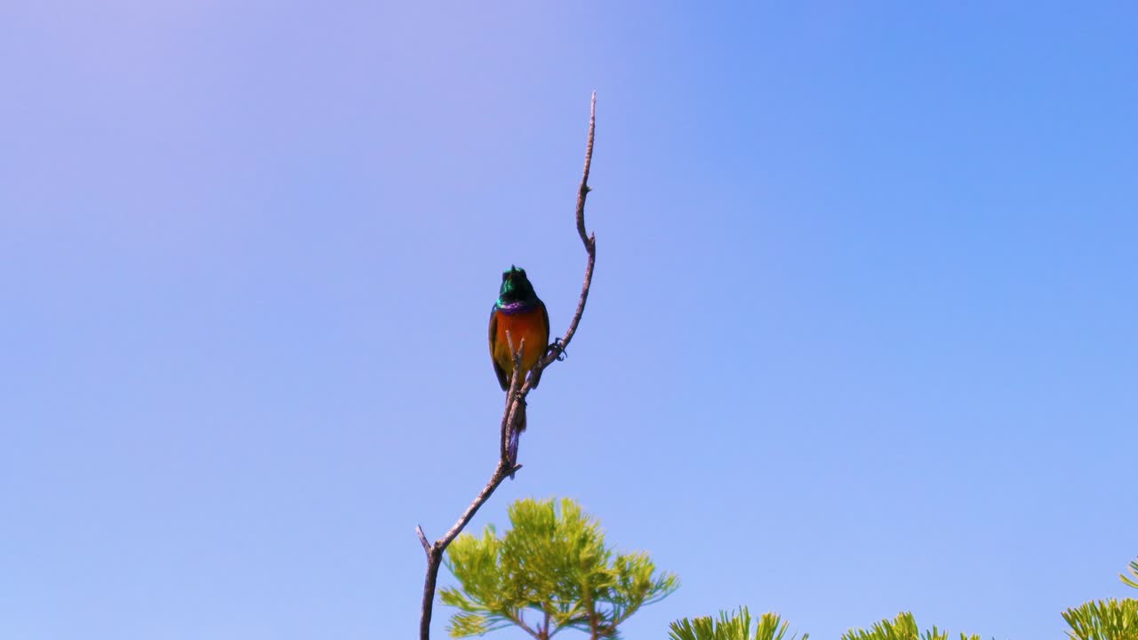 un pájaro sol en table mountain, ciudad del cabo, sudáfrica