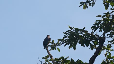 crested serpent eagle, spilornis cheela, 4k footage, kaeng krachan national park, thailand