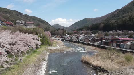 aerial flying past cherry blossom trees in kiso-hirasawa town over narai river. dolly forward