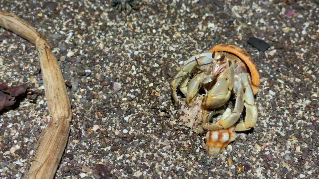 Hermit crab eating leftovers while others approach it to eat. Close up