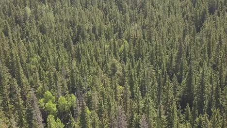 Endless forest tree tops from above