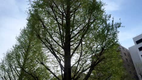 lush green tree canopy with sunlight in urban setting, buildings in background, early spring vibes