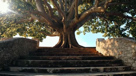 A large tree sitting on top of a stone wall next to some stairs