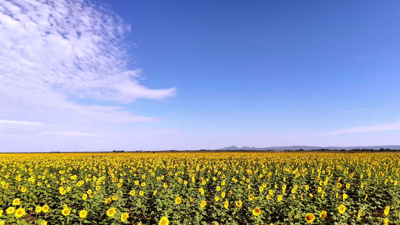 Sunflower field under blue sky, tilt-up motion, calm and bright summer atmosphere