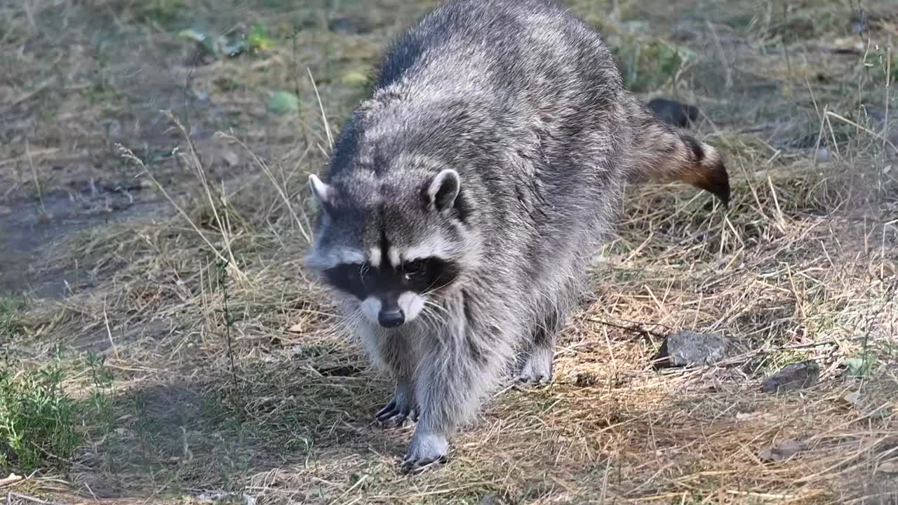 toma en cámara lenta de un mapache caminando por la hierba espacial