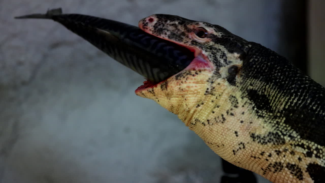 목 아래로 미끄러지는 동안 물고기를 전체로 삼키는 도마을 모니터