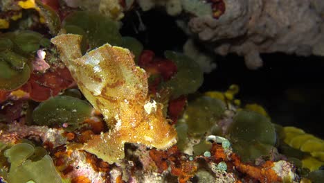 golden-leaf-fish-sitting-on-the-colorful-reef