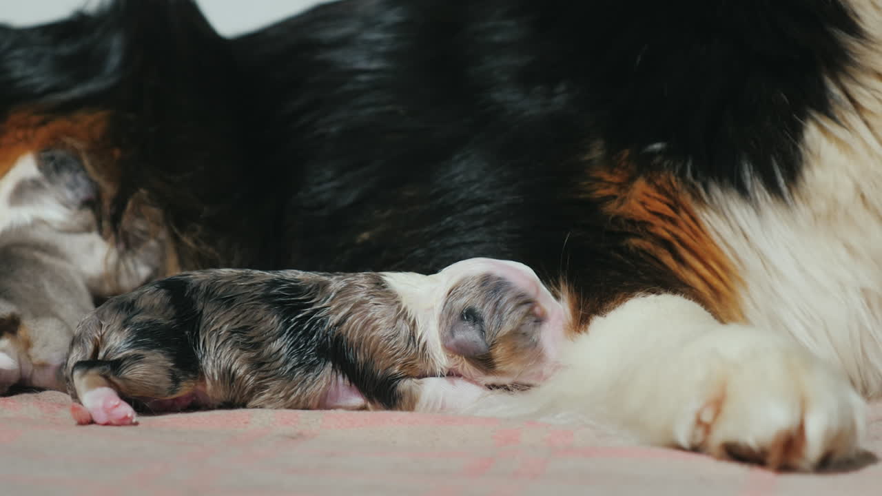 오스트레일리안 셰퍼드가 갓 태어난 강아지를 돌본다 12