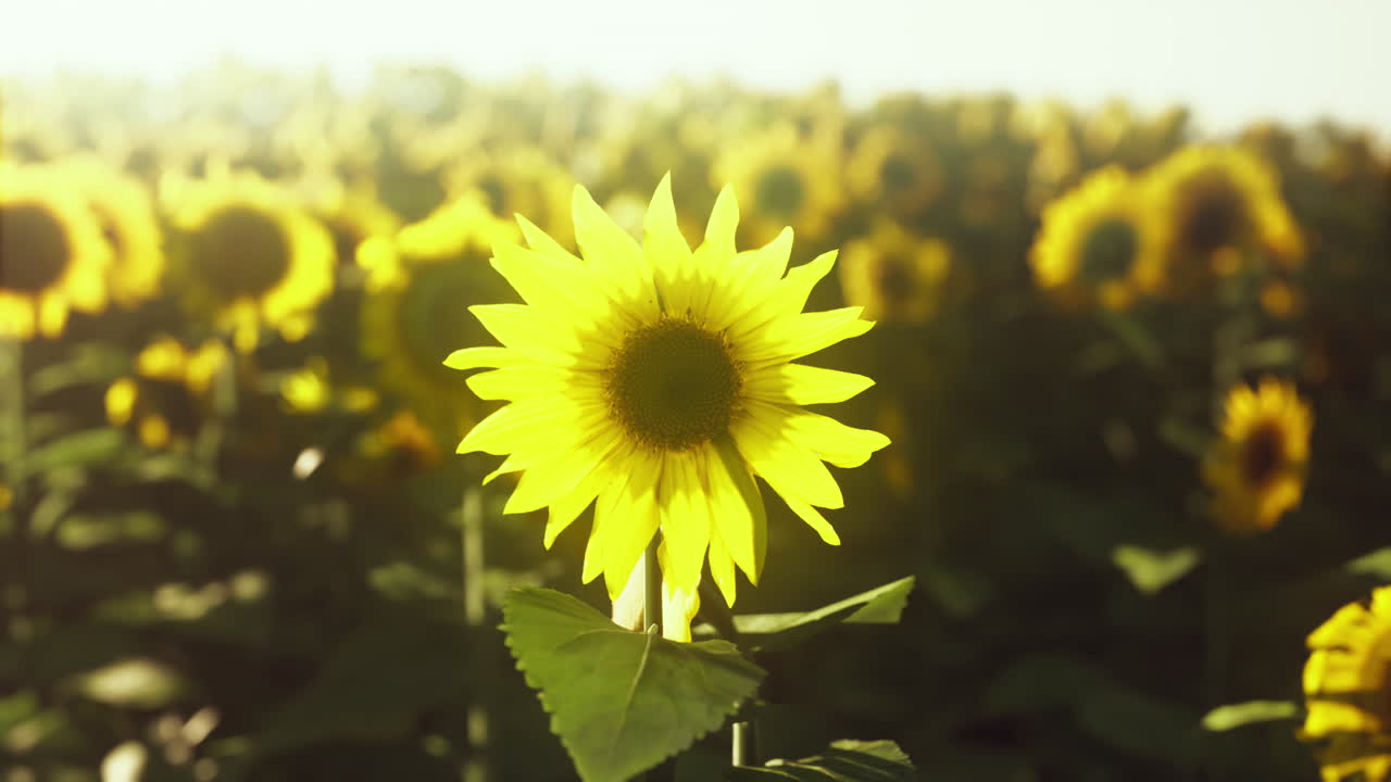 해가 지는 동안 꽃을 피우는 해바라기 들
