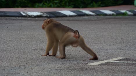 macaco macho de cola de cerdo visto en medio de la carretera, alertado por los alrededores, girando la cabeza y mirando a la cámara, disparo de cerca