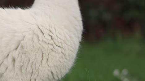 Gato-Blanco-Masticar-Planta-En-Césped