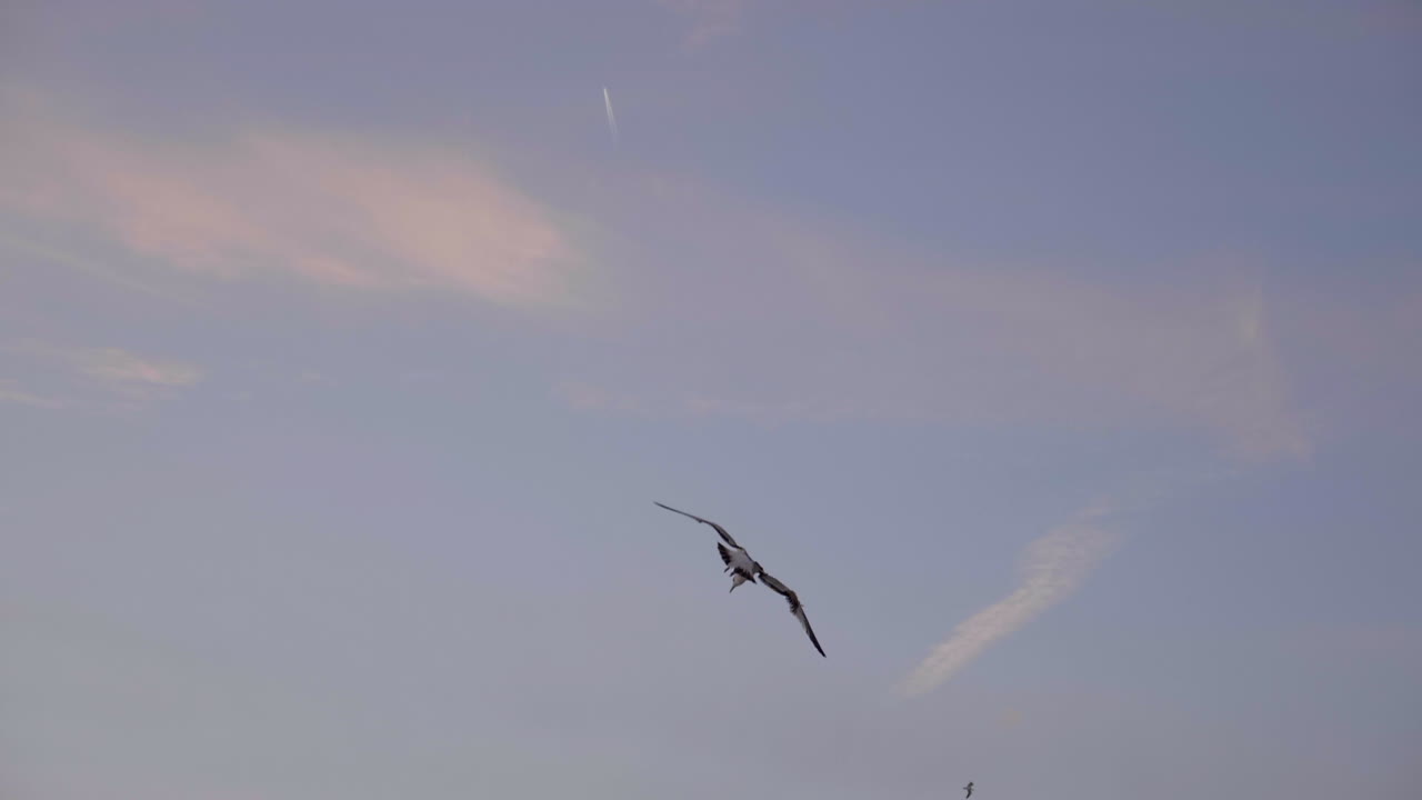 gaviota volando antes del atardecer en la playa de santa mónica, la, ca