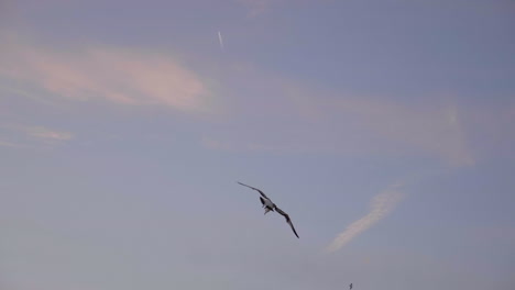 gaviota volando antes del atardecer en la playa de santa mónica, la, ca