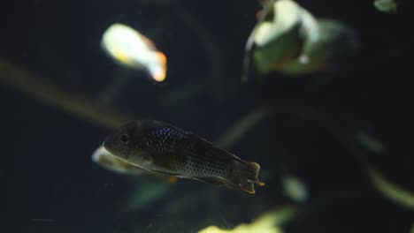 fish swimming in a dimly lit aquarium