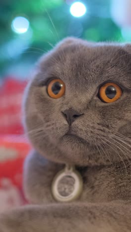 a closeup of a gray fluffy cat against the background of a christmas tree and gifts a closeup of a gray fluffy cat against the background of a christmas tree and gifts a cat with a medallion around its neck domestic cat on new years eve