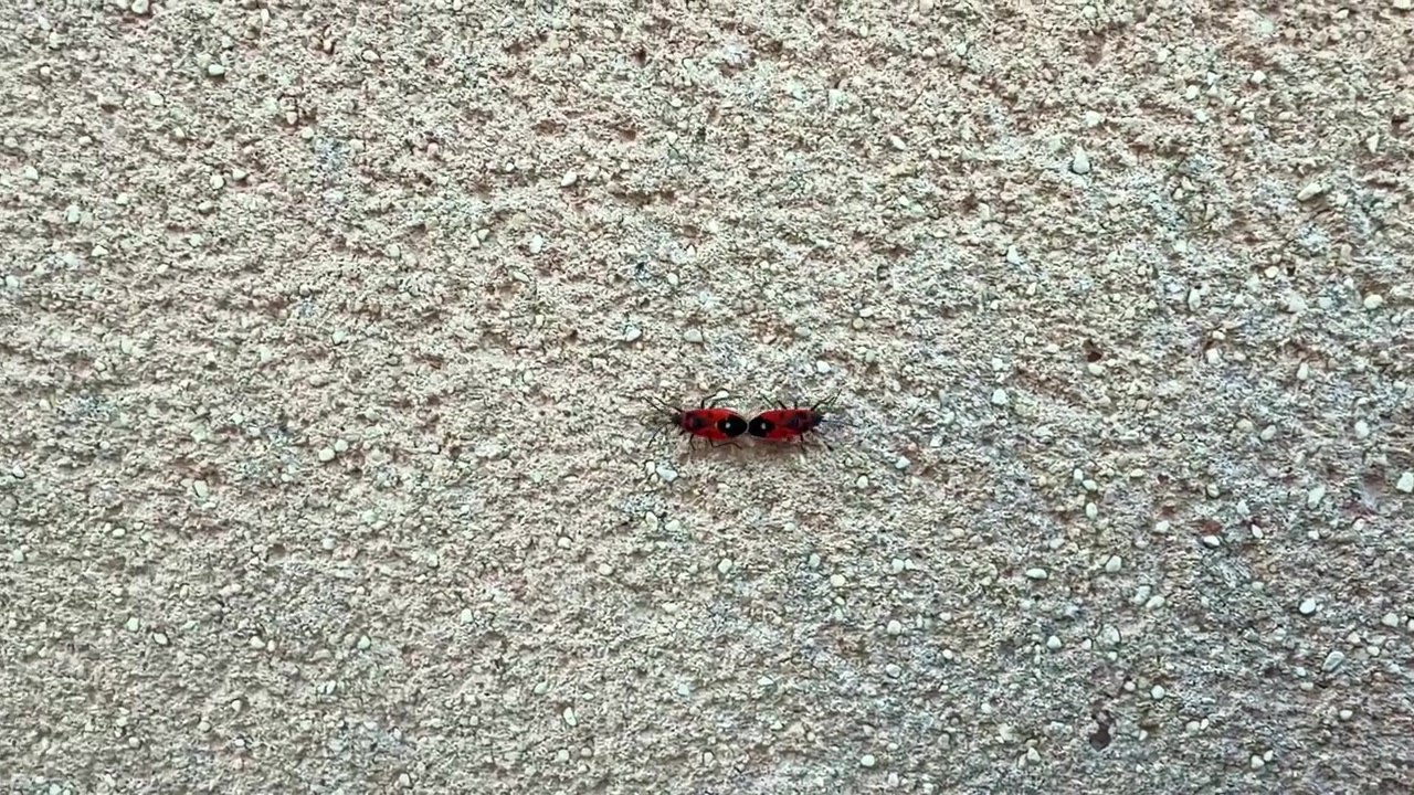 Deux gendarmes (insectes) en accouplement sur une surface de béton brut, filmés en plongée directe