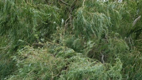 Trauerweidenzweige-Wehen-Bei-Sturm-Im-Starken-Wind