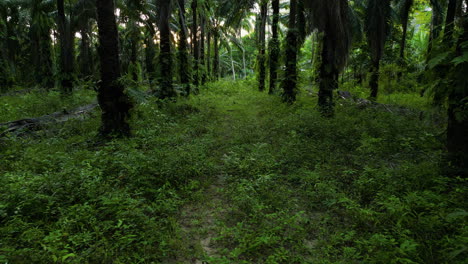 Luftaufnahmen,-Die-Bei-Sonnenuntergang-Vom-Ölpalmenwald-Rückwärts-Fliegen,-Thailand